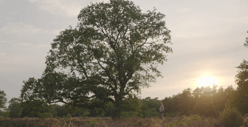 landschap met grote, groene boom en de zon die opkomt
