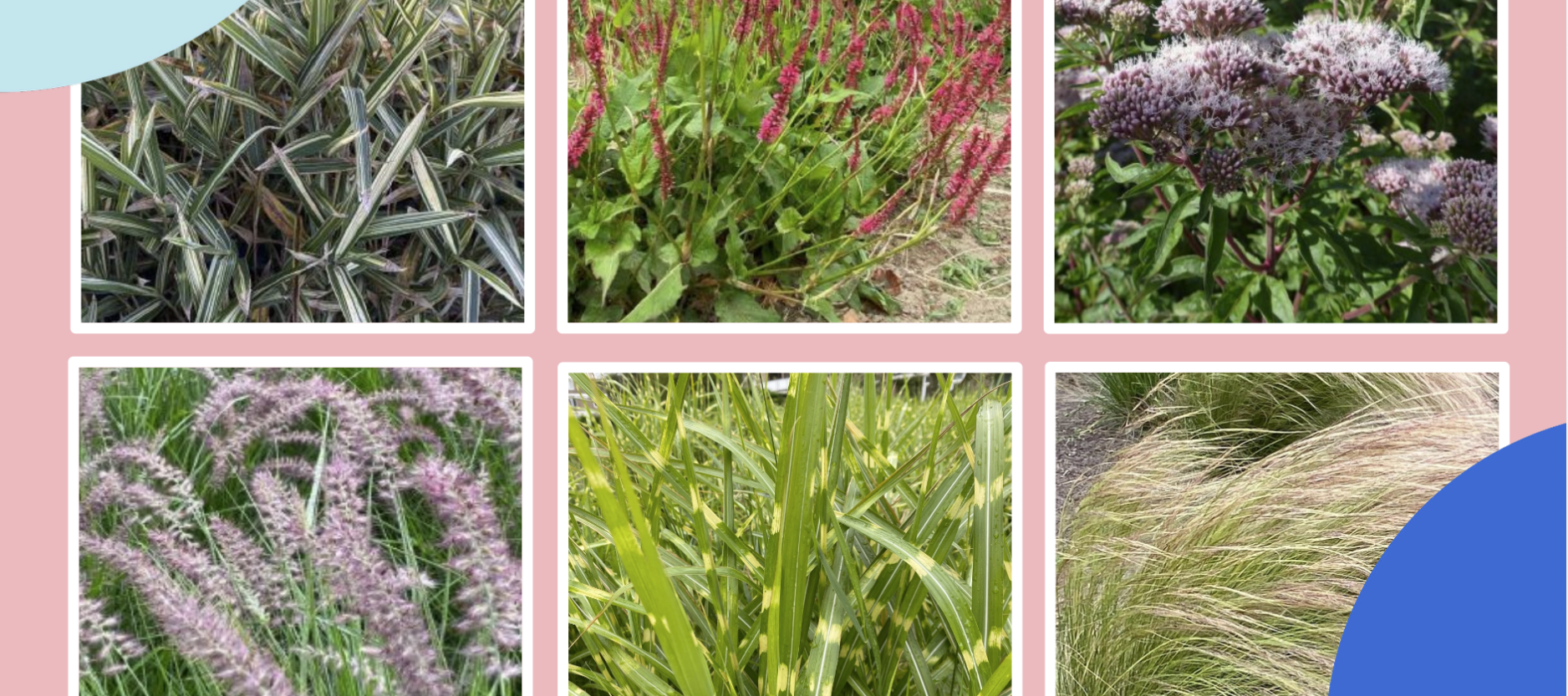 De afbeelding laat een collage zien van diverse planten