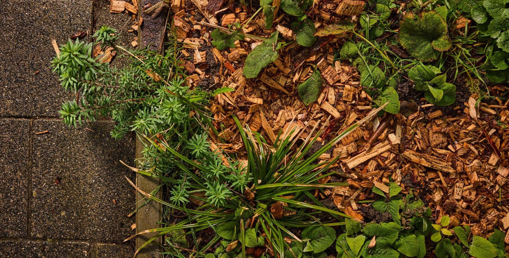 Op de foto van bovenaf een close up op een perk met planten en bokashi.
